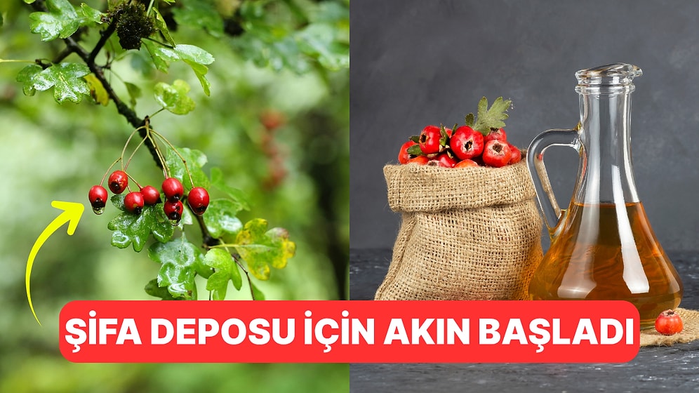 Kalbi Koruyor, Kanseri Uzakta Tutuyor: Şifa Deposu Alıç Tekrardan Tezgahların Gözdesi Oldu