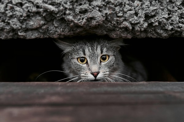 Kaygılı bir kedi genellikle daha fazla saklanır, titrer, savunmacı davranışlar sergiler ve iştah kaybı yaşayabilir.