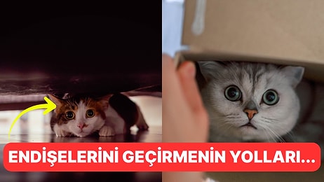 Anksiyete Sadece Bizde Yok! Kedinizin Kaygılarını Anlamanın Yolları
