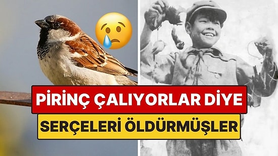 Çin'in "Pirinç Çalıyorlar" Diye Serçelerle Girdiği İlginç Savaş: Sonu İyi Bitmedi
