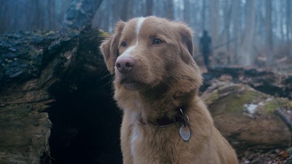 Ben Leonberg’ün yazıp yönettiği Good Boy, mütevazı başlayan yolculuğunu geniş dağıtıma taşıdı ve ABD’de IFC’nin tüm zamanlarda en iyi ikinci hafta sonu açılışını gördü.