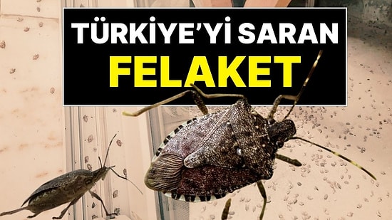 “Son Virajdayız!”: Türkiye’nin Her Yerine Yayılan Kokarca Felaketi Artarak Devam Ediyor