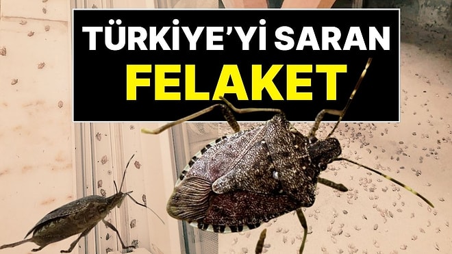 “Son Virajdayız!”: Türkiye’nin Her Yerine Yayılan Kokarca Felaketi Artarak Devam Ediyor