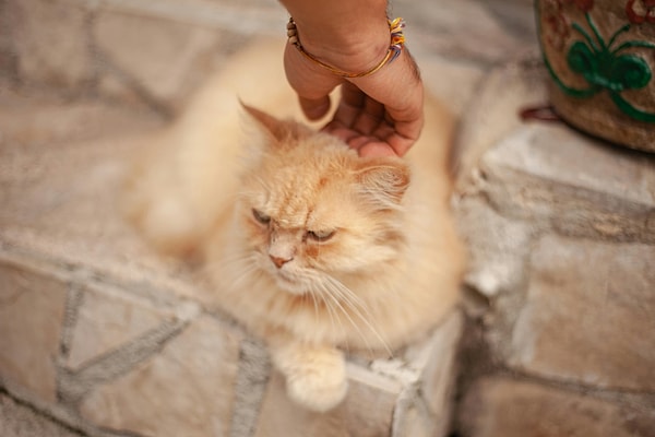 Sometimes what we perceive as tickling is actually a sign of discomfort.