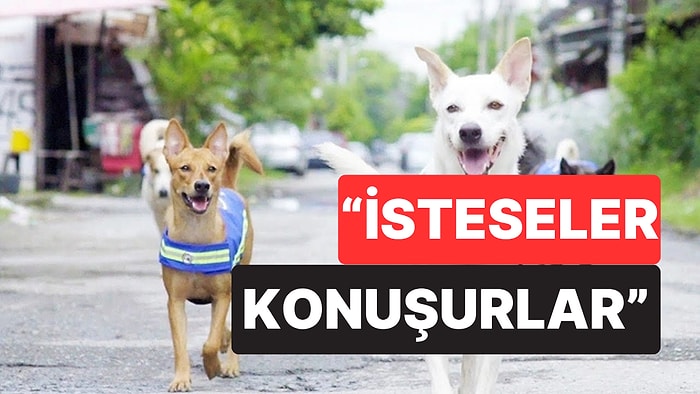 İhtiyaç mı Duymuyorlar? Bilim İnsanları Köpeklerin Neden Konuşamadığını İlk Kez Açıkladı