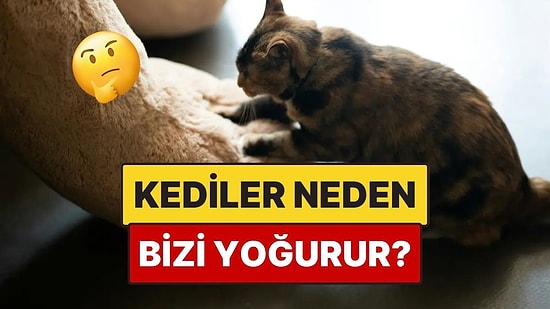 Kediler Neden Yoğurma Hareketi Yapar?