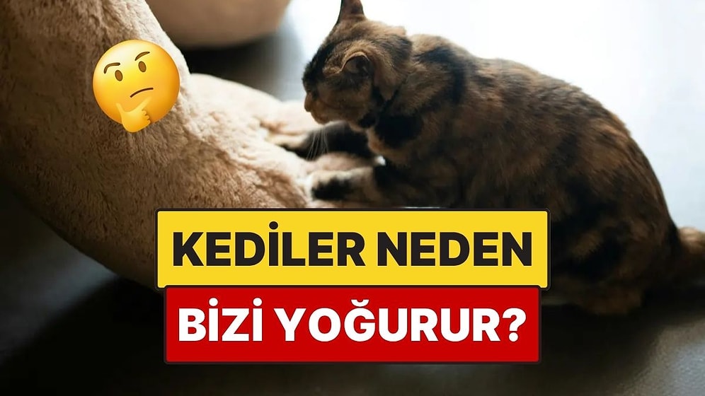 Kediler Neden Yoğurma Hareketi Yapar?