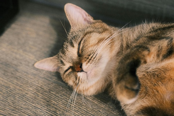Kedi nezlesine genellikle virüsler, bazen de bakteriler neden olur.