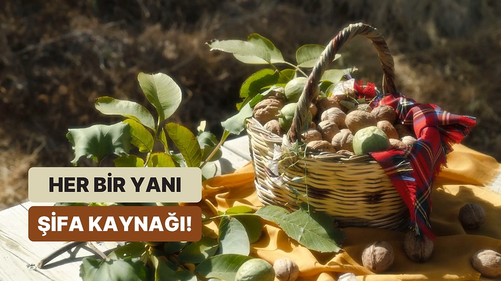 Kendisi, Suyu, Yaprağı, Kabuğu! Her Yanından Şifa Yayan Cevizin Faydaları