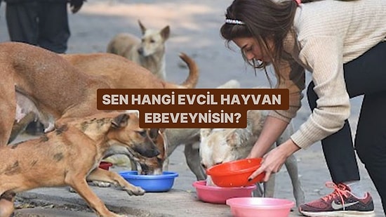 Sen Hangi Evcil Hayvan Ebeveynisin?