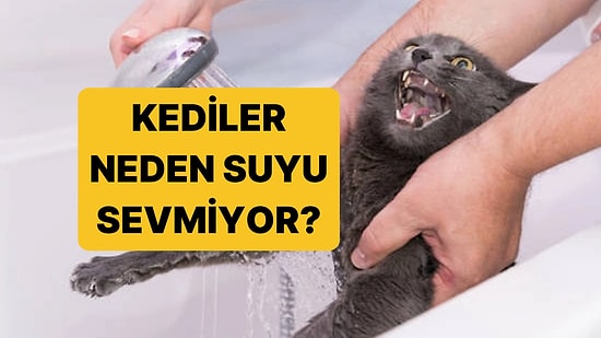 Kediler Neden Sudan Nefret Eder?