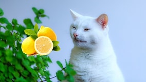 Why Do Cats Hate the Smell of Citrus?