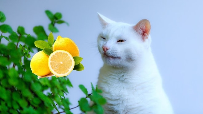 Why Do Cats Hate the Smell of Citrus?