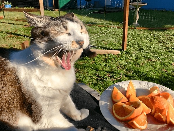 Cats possess a sense of smell that is far more advanced compared to humans.