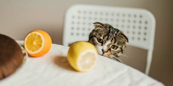 The scent of citrus could pose a risk. But how, you may ask?