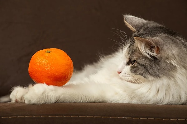 Of course, not all cats steer clear of every smell.