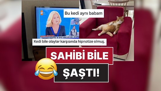 Müge Anlı İzleyen Kedi Sosyal Medyada Viral Oldu