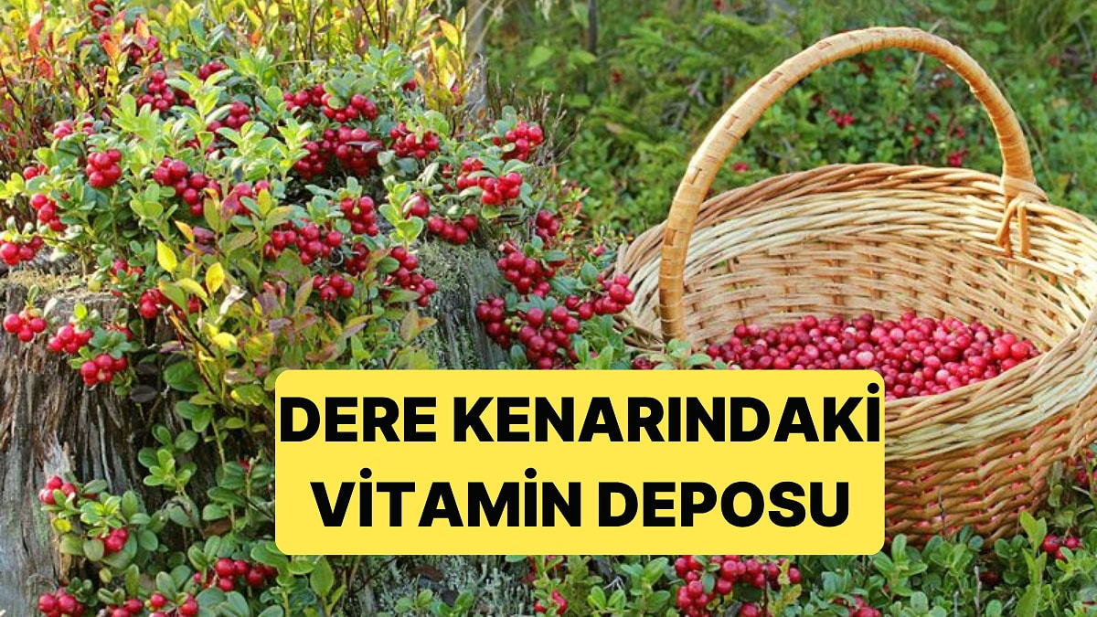 Pazarda Kilosu 50 TL&apos;ye Satılan Vitamin Deposu Dere Kenarlarından Toplanıyor
