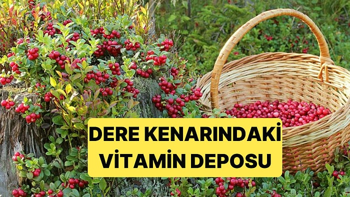 Pazarda Kilosu 50 TL'ye Satılan Vitamin Deposu Dere Kenarlarından Toplanıyor
