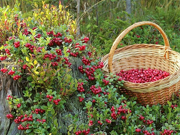 Kızılcık nelere iyi geliyor?