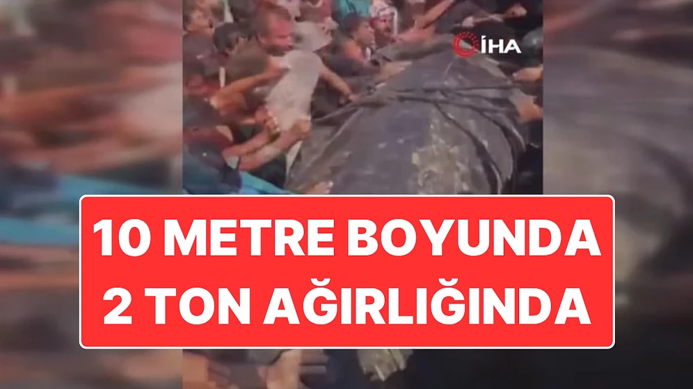 Gazze’de Karaya Vuran 10 Metre Boyunda ve 2 Ton Ağırlığındaki Balık Görenleri Hayreti Düşürdü