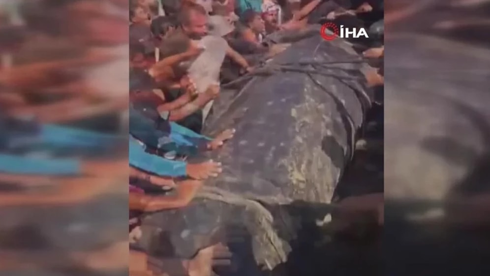 Giant Fish Washed Ashore in Gaza Astonishes Onlookers