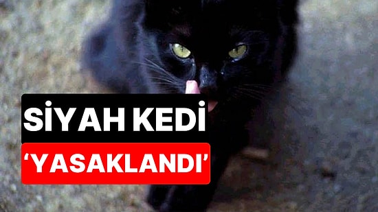 Cadılar Bayramı Öncesi Dikkat Çeken Karar: Siyah Kedi Sahiplenmek Yasaklandı