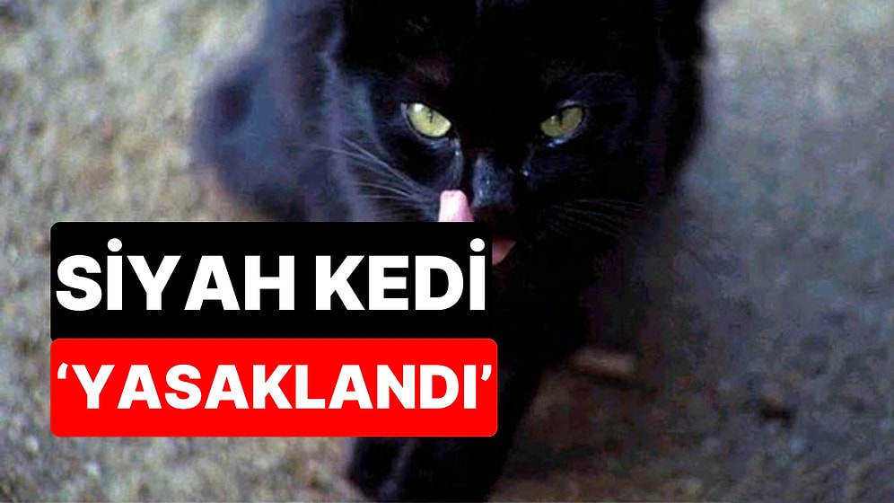 Cadılar Bayramı Öncesi Dikkat Çeken Karar: Siyah Kedi Sahiplenmek Yasaklandı