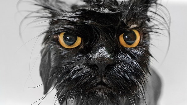 Why do cats hate water?