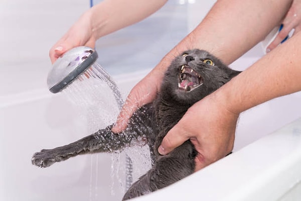 What about cats that enjoy playing with water?