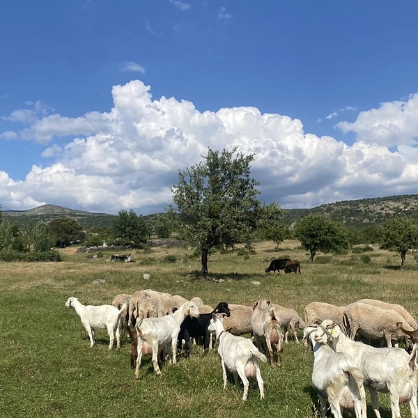 Çamavlu'ya ulaşım, Bergama merkezden yaklaşık 33 km'lik bir yolculukla sağlanıyor.