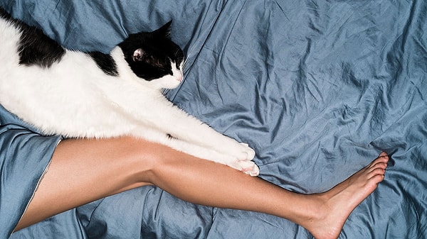 Cats uplift one's mood and lessen the feeling of loneliness.