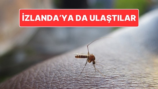 İzlanda’da Sivrisinek Şaşkınlığı: Ülkede İlk Kez Sivrisinek Tespit Edildi