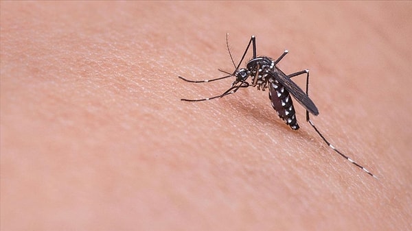 The detection of a mosquito in Iceland for the first time in the country's history has caused quite a stir.