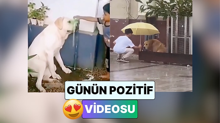 Köpekler ve Çocukların Dostluklarının Bir Araya Getirildiği Video İçinizi Sıcacık Yapacak
