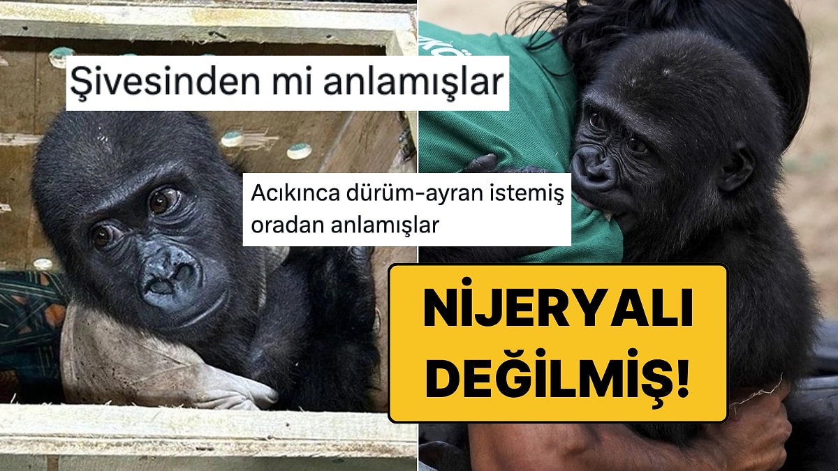 Türkiye&apos;de Kalacak: Yavru Goril Zeytin&apos;in Nijeryalı Olmadığı Ortaya Çıkınca Goygoyu Eksik Kalmadı!