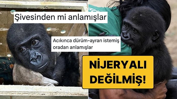 Türkiye'de Kalacak: Yavru Goril Zeytin'in Nijeryalı Olmadığı Ortaya Çıkınca Goygoyu Eksik Kalmadı!
