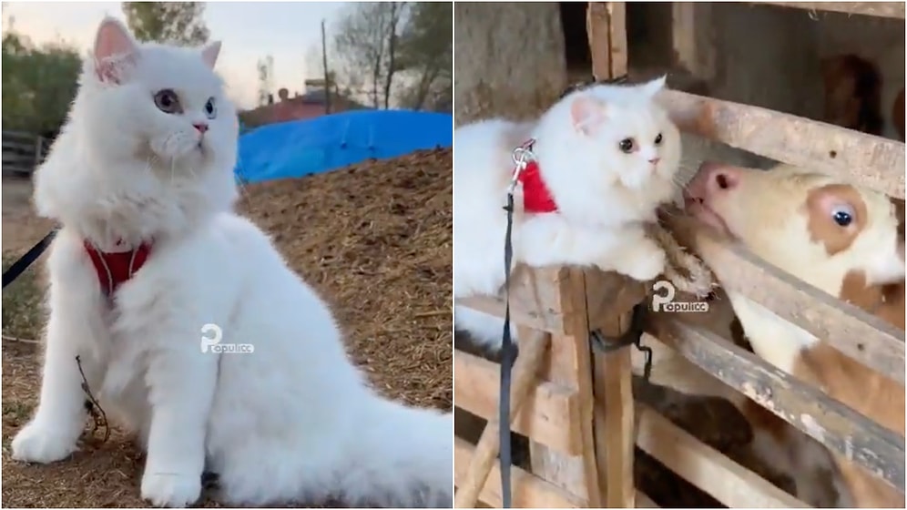 The Surprise of a Cat Going to the Village for the First Time in Its Life