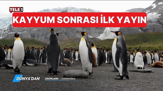 TELE1'e Kayyum Atandıktan Sonra İlk Yayın Penguen Belgeseli Oldu