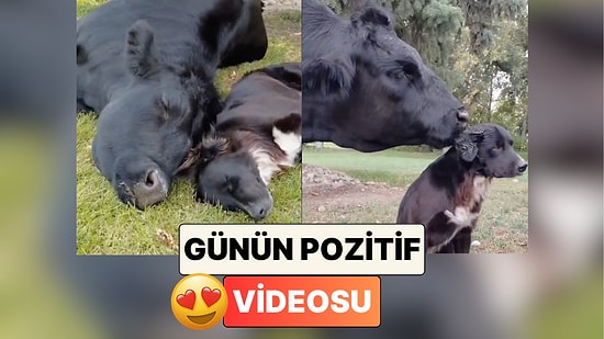 Sizi La Fontaine mi Yazdı? Bir Çiftlikte Yaşayan Köpek ve İneğin Dostluğu İçinizi Isıtacak