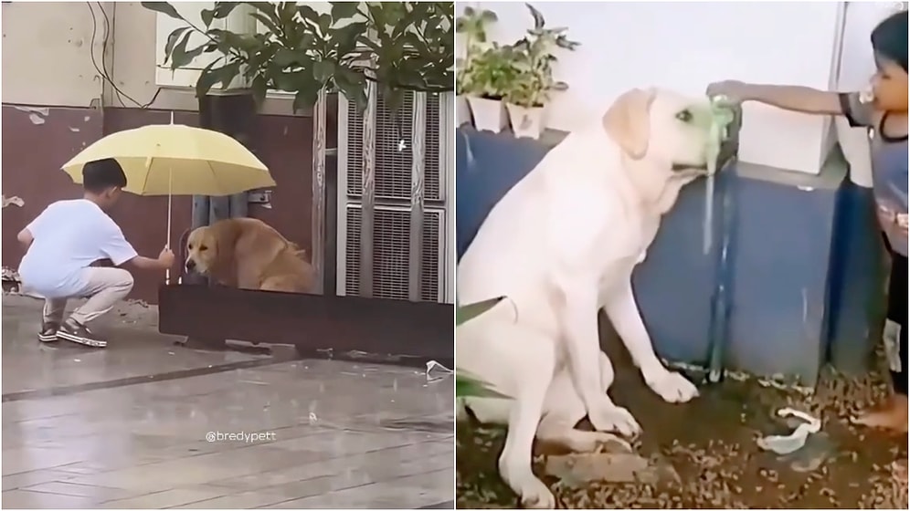 This Video Showing the Friendship of Dogs and Children Will Make You Feel Warm