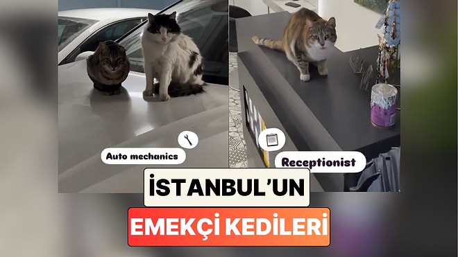 Hepsi Ekmeğinin Derdinde: İstanbul'un Meşhur Kedileri Bu Sefer İşlerinin Başlarında Görüntülendi