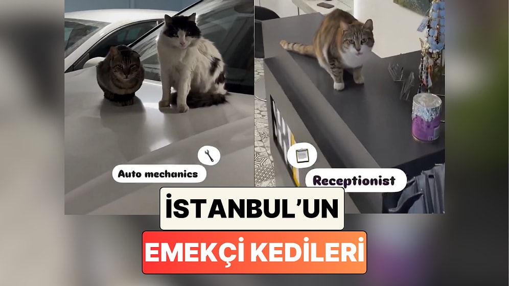 Hepsi Ekmeğinin Derdinde: İstanbul'un Meşhur Kedileri Bu Sefer İşlerinin Başlarında Görüntülendi