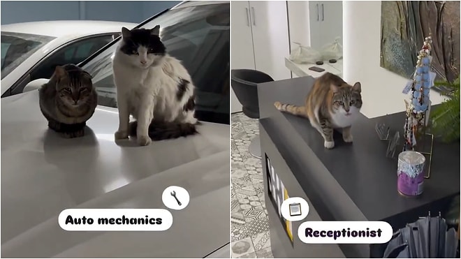 They're All About Their Livelihood: Istanbul's Famous Cats Spotted Working This Time