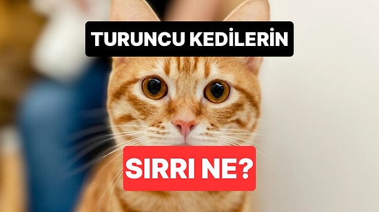 Bu Kadar Yaramaz Olmalarının Sebebi Ne? Turuncu Kedilerin Yüzyıllık Gizemi Ortaya Çıktı