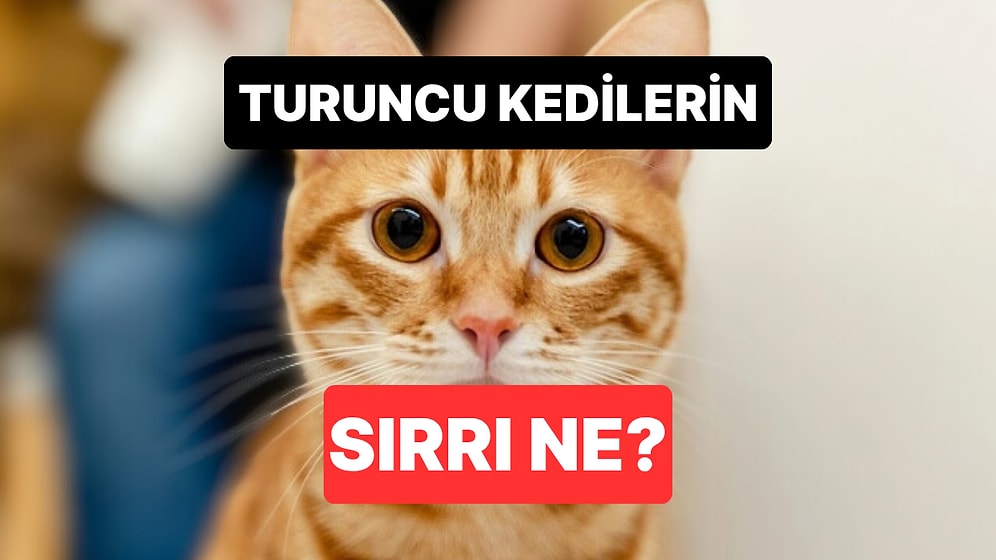 Bu Kadar Yaramaz Olmalarının Sebebi Ne? Turuncu Kedilerin Yüzyıllık Gizemi Ortaya Çıktı