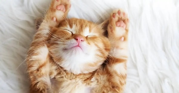 It's crucial to know that cats are not nocturnal, but rather crepuscular creatures.
