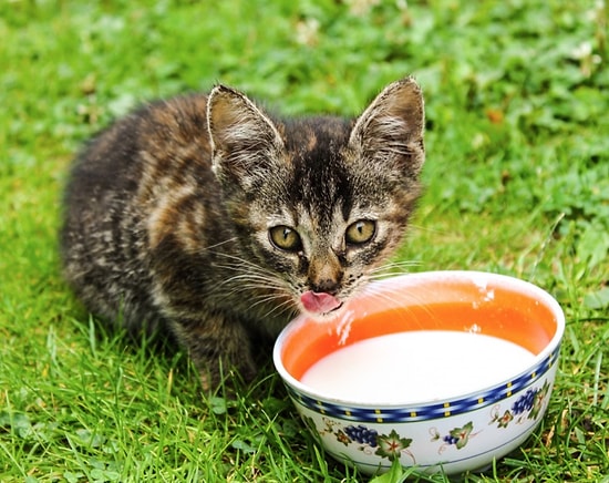 Veterinarian Explain: 4 Common Misconceptions About Cats