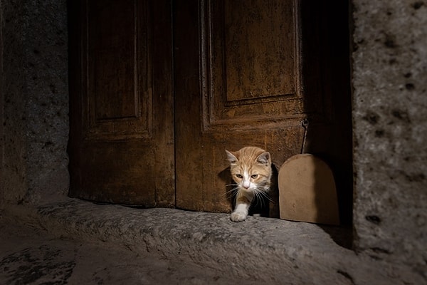 Topkapı Sarayı Daire Başkanı İlhan Kocaman, Kedi Kapısı’nın bulunduğu Karaağalar Koğuşu’nun, sarayın sosyal ve güncel hayatında önemli bir rol oynadığını vurguladı.