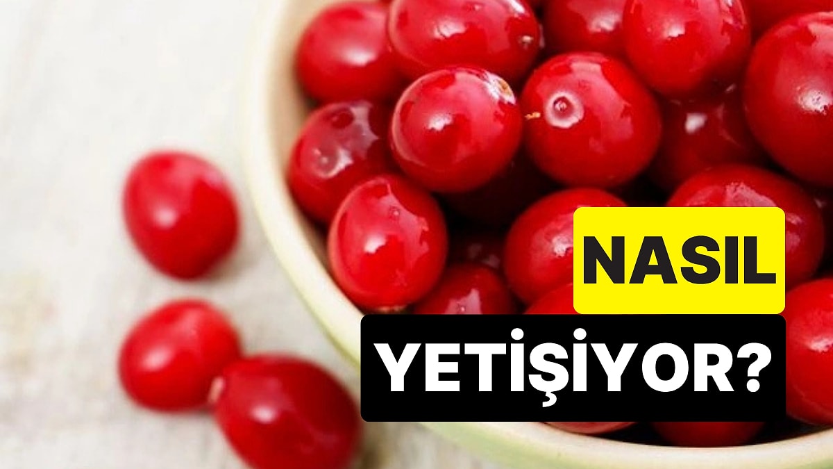 Nerede Yetiştiğini Biliyor muydunuz? Gerçeği Öğrenince Turna Yemişi Yemek İstemeyeceksiniz